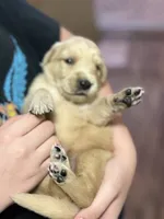 Zelda, a female Golden Retriever for sale in Terrell, TX – 2 of 6