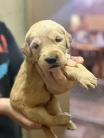 Ranger, a male Golden Retriever for sale in Terrell, TX – 3 of 6