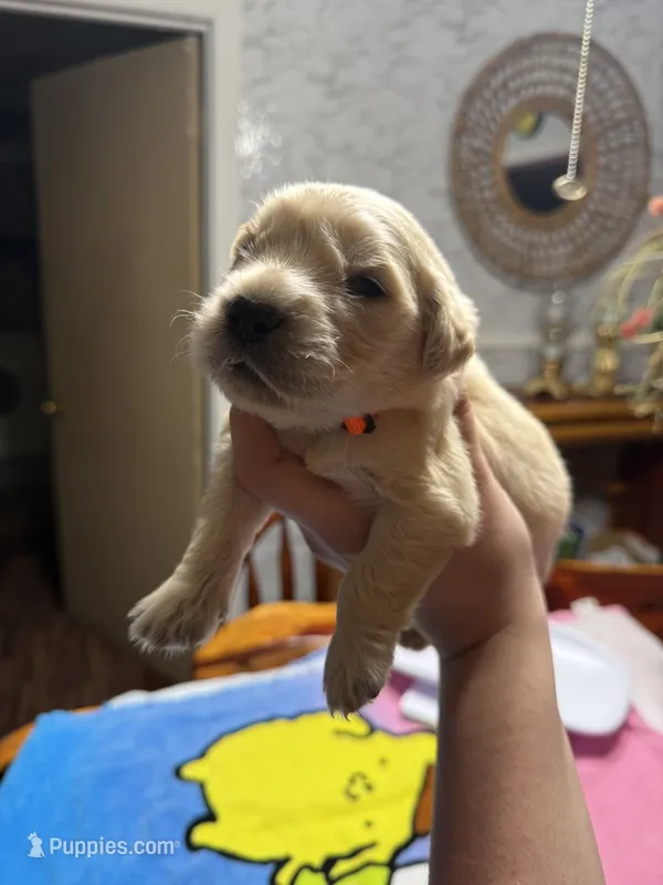 Mr.Orange – Golden Retriever, English Cream Golden Retriever puppy for sale in Terrell, TX