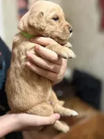 Ozzy, a male Golden Retriever for sale in Terrell, TX – 2 of 4