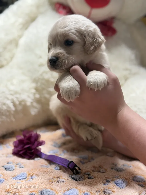 Loki – Golden Retriever, English Cream Golden Retriever puppy for sale in Terrell, TX