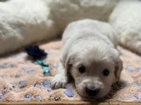 Buddy, a male Golden Retriever and English Cream Golden Retriever for sale in Terrell, TX – 3 of 3