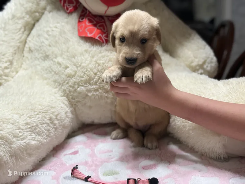 Zelda – Golden Retriever puppy for sale in Terrell, TX