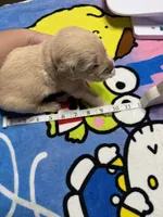 Ms.Hot pink, a female Golden Retriever and English Cream Golden Retriever for sale in Terrell, TX – 9 of 9