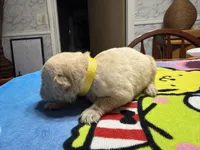 Ms. Yellow, a female Golden Retriever and English Cream Golden Retriever for sale in Terrell, TX – 5 of 9