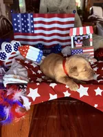 Houston, a male Golden Retriever for sale in Terrell, TX – 4 of 5