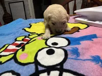 Mr.Orange, a male Golden Retriever and English Cream Golden Retriever for sale in Terrell, TX – 2 of 7