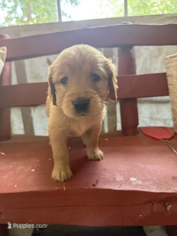 Gunner – Golden Retriever puppy for sale in Terrell, TX