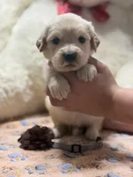 Roman, a male Golden Retriever and English Cream Golden Retriever for sale in Terrell, TX – 3 of 6