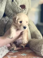 Rockett, a male Golden Retriever and English Cream Golden Retriever for sale in Terrell, TX – 5 of 5