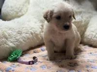 Athena, a female Golden Retriever and English Cream Golden Retriever for sale in Terrell, TX – 3 of 8