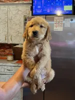 Teddy, a male Golden Retriever for sale in Terrell, TX – 4 of 4
