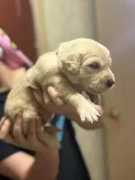 Zelda, a female Golden Retriever for sale in Terrell, TX – 4 of 6