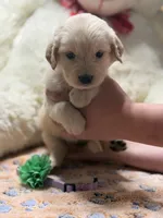 Athena, a female Golden Retriever and English Cream Golden Retriever for sale in Terrell, TX – 5 of 8