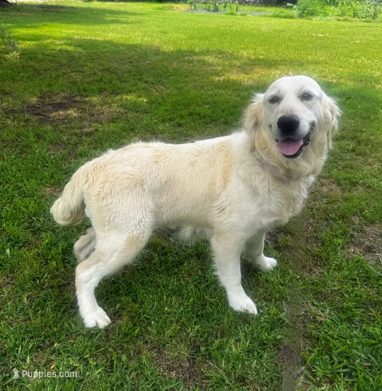 Snow – English Cream Golden Retriever puppy for sale in Terrell, TX