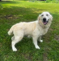 Snow, a female English Cream Golden Retriever for sale in Terrell, TX – 1 of 4
