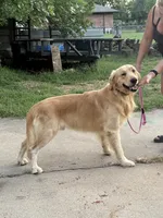FULL AKC LIGHTNING, a male Golden Retriever for sale in Terrell, TX – 2 of 5