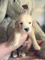 Axel, a male Golden Retriever and English Cream Golden Retriever for sale in Terrell, TX – 5 of 5