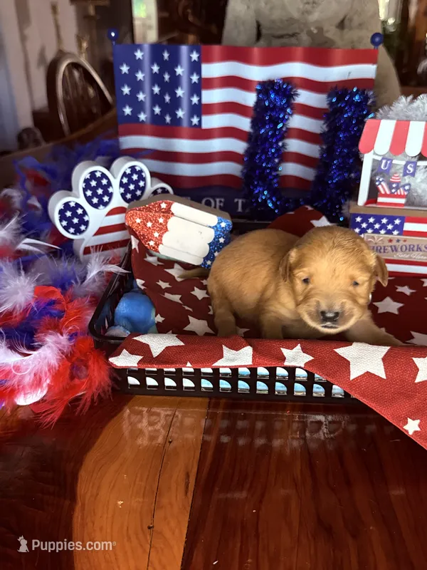 Glory – Golden Retriever puppy for sale in Terrell, TX