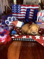Glory, a female Golden Retriever for sale in Terrell, TX – 1 of 5