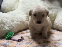 Athena, a female Golden Retriever and English Cream Golden Retriever for sale in Terrell, TX – 6 of 8