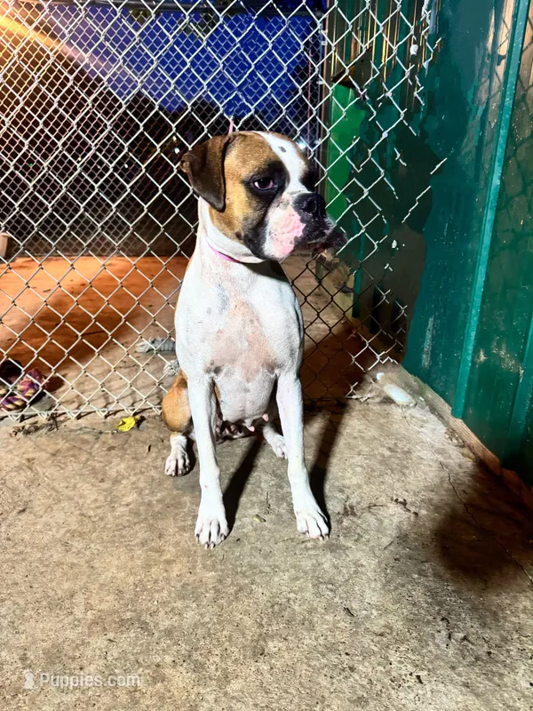 Lola – Boxer puppy for sale in Terrell, TX