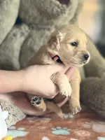 Clover, a female Golden Retriever and English Cream Golden Retriever for sale in Terrell, TX – 5 of 5