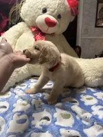 Yuki, a female Golden Retriever for sale in Terrell, TX – 3 of 8