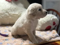 Loki, a male Golden Retriever and English Cream Golden Retriever for sale in Terrell, TX – 3 of 5