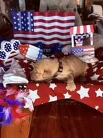 Gunner, a male Golden Retriever for sale in Terrell, TX – 4 of 6