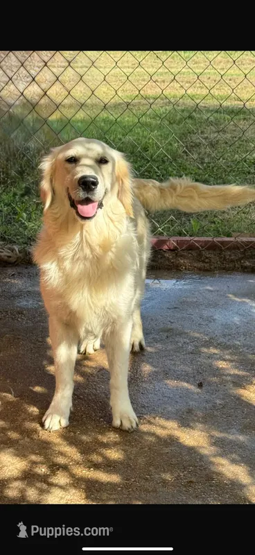 Snow – English Cream Golden Retriever puppy for sale in Terrell, TX