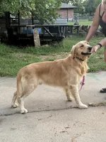 FULL AKC LIGHTNING, a male Golden Retriever for sale in Terrell, TX – 3 of 5