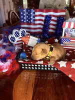 Glory, a female Golden Retriever for sale in Terrell, TX – 5 of 5