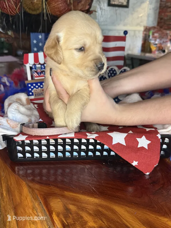 Betsy – Golden Retriever puppy for sale in Terrell, TX