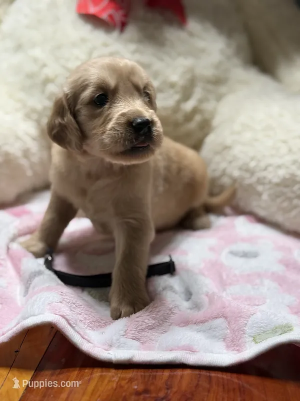 Ranger – Golden Retriever puppy for sale in Terrell, TX