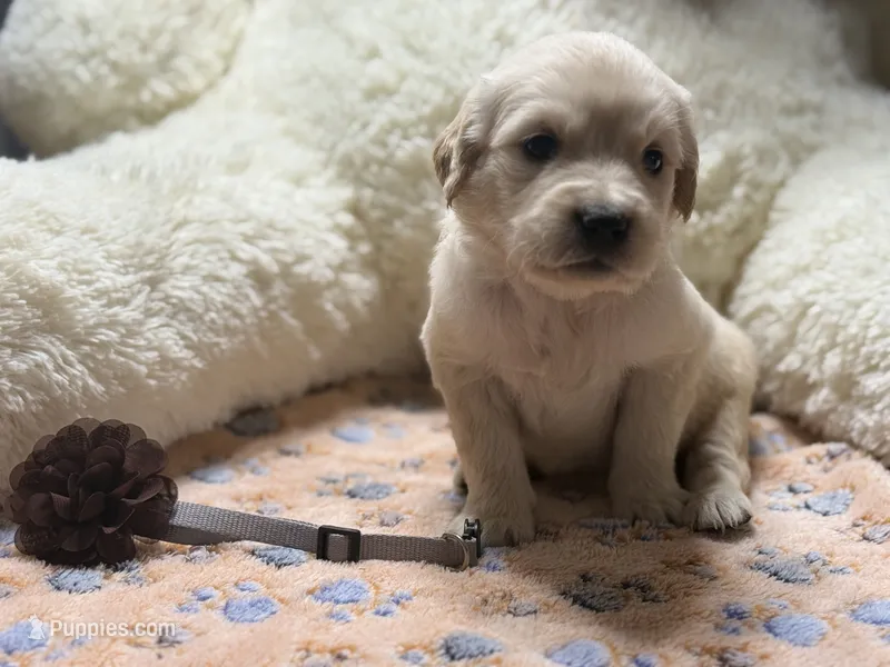 Roman – Golden Retriever, English Cream Golden Retriever puppy for sale in Terrell, TX