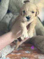 Rockett, a male Golden Retriever and English Cream Golden Retriever for sale in Terrell, TX – 3 of 5