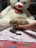 Lilly, a female Golden Retriever for sale in Terrell, TX – 6 of 6