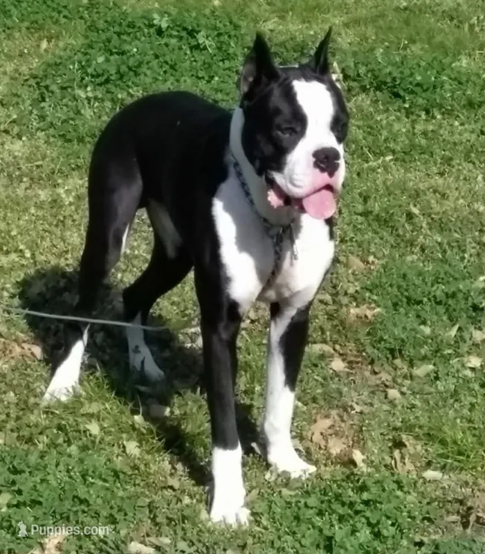 Solin – Boxer puppy for sale in Terrell, TX