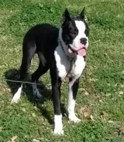 Solin, a male Boxer for sale in Terrell, TX – 1 of 2