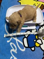 Mr.Purple, a male Golden Retriever and English Cream Golden Retriever for sale in Terrell, TX – 4 of 6