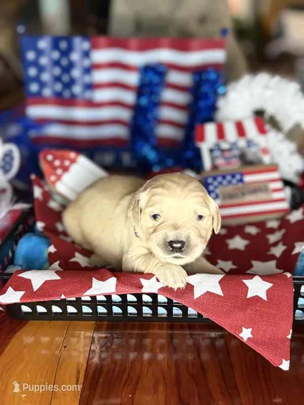 Liberty – Golden Retriever puppy on hold in Terrell, TX