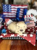 Liberty, a female Golden Retriever for sale in Terrell, TX – 1 of 3