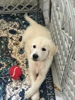 Loki, a male Golden Retriever and English Cream Golden Retriever for sale in Terrell, TX – 2 of 3