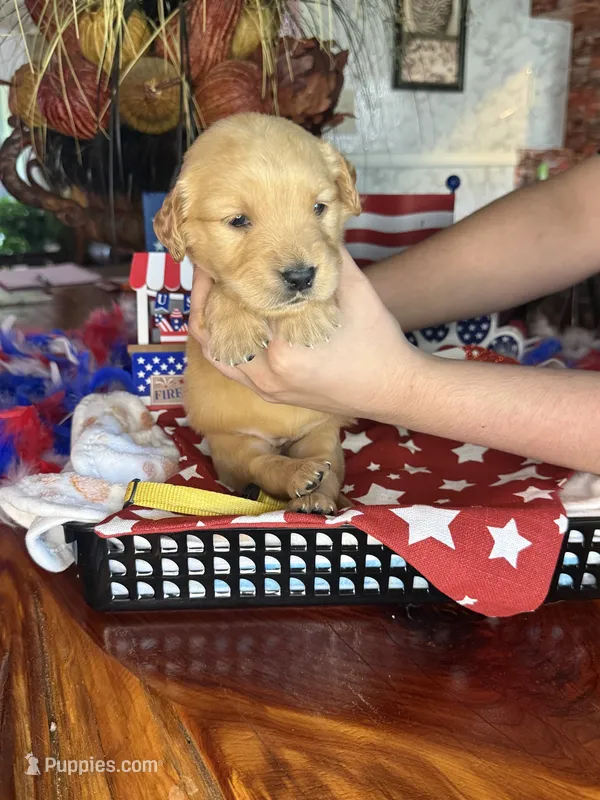 Glory – Golden Retriever puppy for sale in Terrell, TX