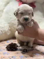 Roman, a male Golden Retriever and English Cream Golden Retriever for sale in Terrell, TX – 5 of 6