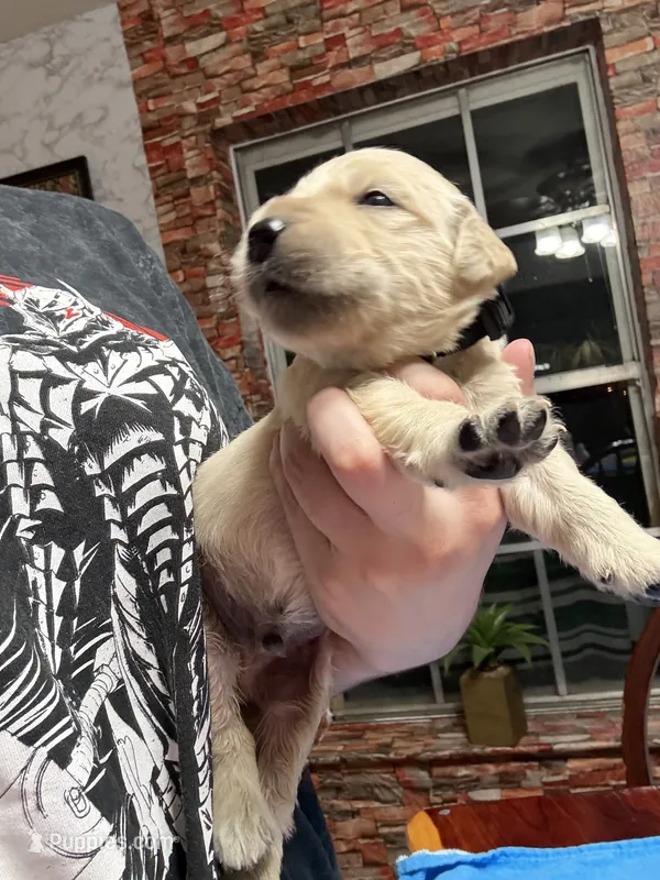 Mr.Black – Golden Retriever, English Cream Golden Retriever puppy for sale in Terrell, TX