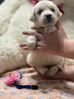 Titan, a male Golden Retriever and English Cream Golden Retriever for sale in Terrell, TX – 2 of 5