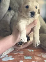 Fatboy, a male Golden Retriever and English Cream Golden Retriever for sale in Terrell, TX – 4 of 6