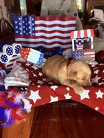 Houston, a male Golden Retriever for sale in Terrell, TX – 2 of 5